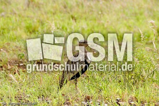 Rotschopftrappe (1 von 3).jpg